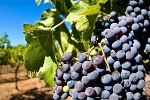 超聲波清洗機(jī)可以洗葡萄嗎？